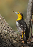 Bullocks Oriole, male