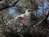 Snowy Egrets, nestlings