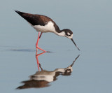 Black-necked Stilt, female