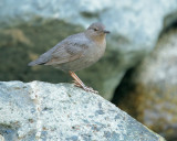 American Dipper