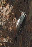Williamsons Sapsucker, male at nest