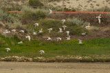 Elegant Terns, flying