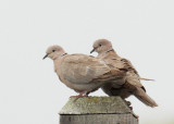 Eurasian Collared-Doves, pair