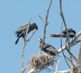 Double-crested Cormorants, adult and two nestlings