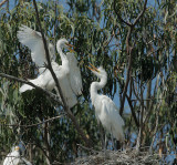 Great Egret nestlings
