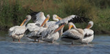 American White Pelicans, preening