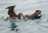 Black-footed Albatrosses, fighting over fish