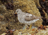 Surfbird, partial breeding plumage