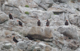 Tufted Puffins, at nest sites on cliff