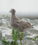 Western Gull, juvenile