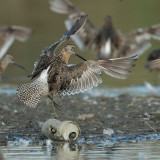 Long-billed Dowitcher, displaying tail