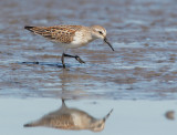 Western Sandpiper, juvenile