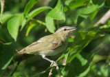 Red-eyed Vireo