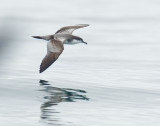 Birds -- Monterey Bay pelagic, September 25, 2011