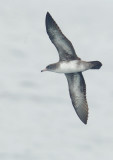 Pink-footed Shearwater