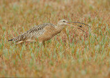 Long-billed Curlew, with mole crab