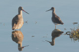 Marbled Godwit and Greater Yellowlegs