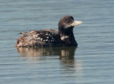 Yellow-billed Loon, molting from breeding plumage