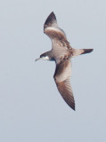 Bullers Shearwater