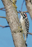 Nuttalls Woodpecker, male