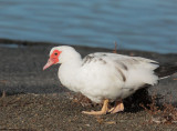 Muscovy Duck, domestic