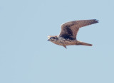 Prairie Falcon