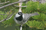 Mountain Chickadee