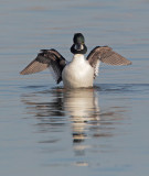 Common Goldeneye, male displaying