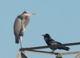Great Blue Heron and Raven