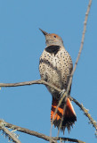 Northern Flicker, female Red-shafted