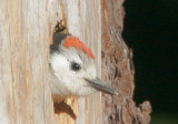 White-headed Woodpecker, juvenile at nest