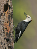 White-headed Woodpeckers