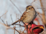 White-throated Sparrow, tan-striped