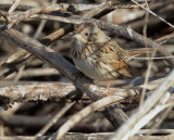 Lincolns Sparrow