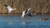 Snow Geese, landing