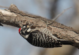 Nuttalls Woodpecker, male