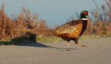 Ring-necked Pheasant, male