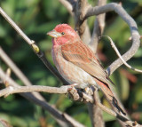 Purple Finch, male