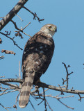 Coopers Hawk, first cycle