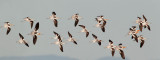 American Avocets, flying