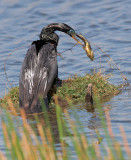 Anhinga, male, with fish