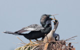 Anhingas, pair at nest