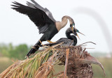 Anhingas, two at nest, female perched on male
