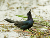 Boat-tailed Grackle, with fish