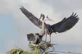 Great Blue Herons, male mounting