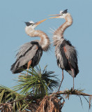 Great Blue Herons, bill clapping