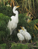 Great Egrets, adult with three nestlings