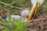 Great Egrets, adult feeding hatchling