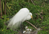 Great Egrets, adult with three nestlings