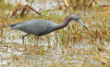 Little Blue Heron